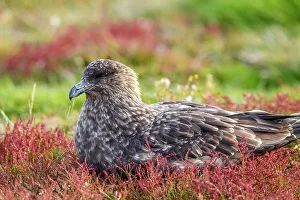 Salt Water Prints: Brown skua (Stercorarius antarcticus), Sea Lion Island, East Falkland, Falkland Islands