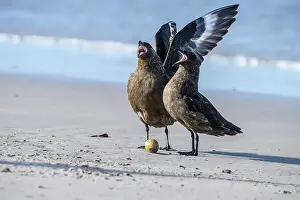 Sand Beach Prints: Brown skua (Stercorarius antarcticus) Eating a penguin egg