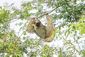 Costa Rican Prints: Brown-throated sloth (Bradypus variegatus) in lowland rainforest, Boca Tapada, Costa Rica