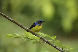 Images Dated 6th October 2021: Brown-throated Sunbird. Malaysia