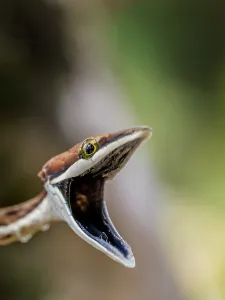 Rainforests Prints: Brown Vine Snake (Oxybelis aeneus), Boca Tapada, Alajuela Province, Costa Rica