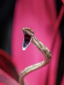 Rainforests Prints: Brown Vine Snake (Oxybelis aeneus), Boca Tapada, Alajuela Province, Costa Rica
