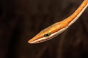Venomous Reptiles Prints: Brown Vinesnake (Oxybelis aeneus), Costa Rica