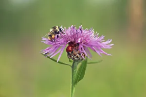 Munich Prints: Brownray knapweed with bumblebee and ladybird - Germany, Bavaria, Upper Bavaria, Munich