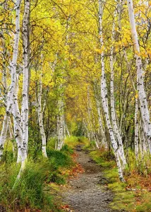 Autumn Leaf Prints: Brrch trees in autumn at Sieur de Monts, Acadia National Park, Maine, USA