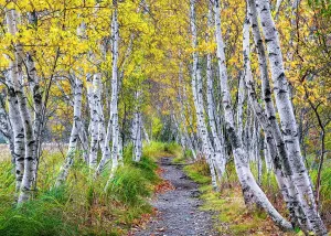 Autumn Leaf Prints: Brrch trees in autumn at Sieur de Monts, Acadia National Park, Maine, USA