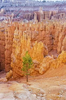 Images Dated 25th May 2021: Bryce Canyon, Bryce Canyon National Park, Utah, USA