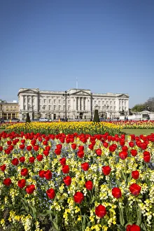 Tulips Prints: Buckingham Palace, London, England, UK