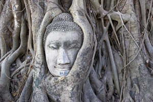 Buddha head