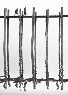 B And W Prints: Two Buddhist monks walking across U Bein Bridge