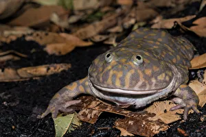 Budgett's Frog (Lepidobatrachus laevis) - captive