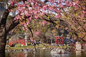 Images Dated 23rd August 2021: The Buenos Aires Japanese Garden with a cherry tree in bloom, Palermo district, Argentina