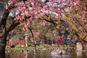 The Buenos Aires Japanese Garden with a cherry tree in bloom, Palermo district, Argentina The Buenos Aires Japanese Garden with a cherry tree in bloom, Palermo district, Argentina