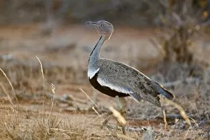 African Bird Gallery: A Buff-crested Bustard in Tsavo East National Park