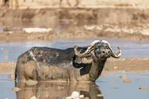 Drinking Prints: Buffalo bull in a muddy waterhole, Nxai Pan National Park, Botswana