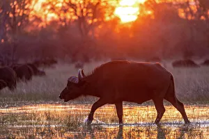 Buffalo Prints: Buffalo, Okavango Delta, Botswana