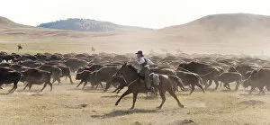 Images Dated 8th May 2012: Buffalo Roundup in Custer State Park, Black Hills, South Dakota, USA