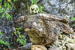 Images Dated 13th September 2018: Buffalo-shaped wood tomb with skull and bones, Rantepao, Tana Toraja, Sulawesi, Indonesia