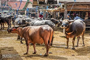 Ethnic Group Prints: Buffalos for sale at Pasar Bolu market, Rantepao, Tana Toraja, Sulawesi, Indonesia