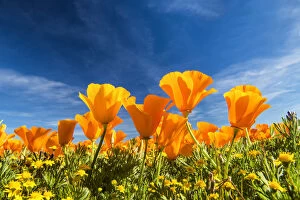 Images Dated 17th April 2018: Bugs Eye View of California Poppies, Antelope Valley, California, USA