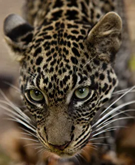 Images Dated 1st March 2011: Bujumbura, Burundi. A leopard in the city zoo