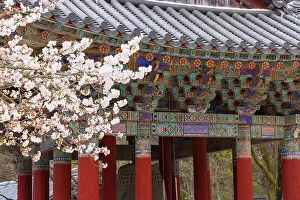 Cherry Blossom Prints: Bulguksa Temple (UNESCO World Heritage Site), Gyeongju, South Korea