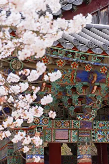 Cherry Blossom Prints: Bulguksa Temple (UNESCO World Heritage Site), Gyeongju, South Korea