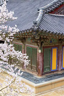 Cherry Blossom Prints: Bulguksa Temple (UNESCO World Heritage Site), Gyeongju, South Korea