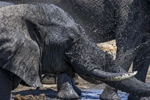 Images Dated 26th September 2017: Bull African elephant washing at a waterhole, Serengeti National Park, Tanzania, Africa