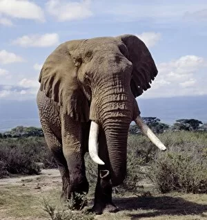 African Animal Gallery: A bull elephant in Amboseli National Park