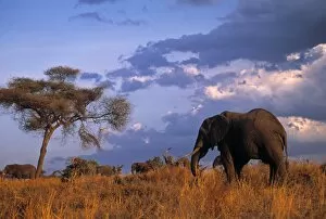 Bull Elephant, Ruaha National Park, SW Tanzania