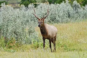 Wapiti Prints: Bull Elk or wapiti ( Cervus canadensis) Jasper National Park, Alberta, Canada
