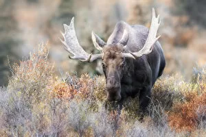 Alaska Gallery: Bull moose during rutting season in Denali National Park, in early autumn