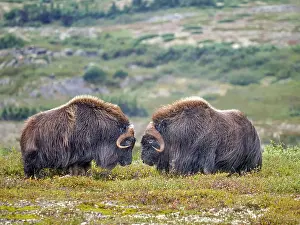 Bull Prints: Two bull Muskox (Ovibos moschatus) squaring off on the sub-arctic tundra of Nunavik