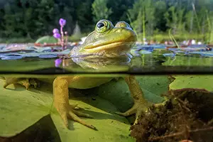 Underwater Prints: Bullfrog (Lithobates catesbeiana) in wetland on Horseshoe Lake