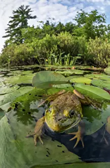 Parry Sound Prints: Bullfrog (Lithobates catesbeiana) in wetland on Horseshoe Lake