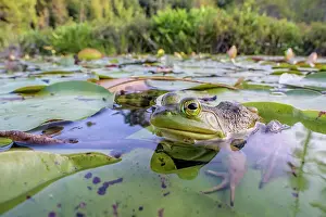 Bullfrog (Lithobates catesbeiana) in wetland on Horseshoe Lake, Parry Sound, Ontario, Canada