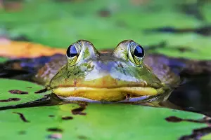 Parry Sound Prints: Bullfrog (Lithobates catesbeiana) in wetland on Horseshoe Lake