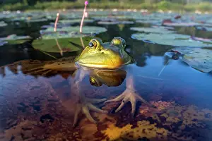 Parry Sound Prints: Bullfrog (Lithobates catesbeiana) in wetland on Horseshoe Lake