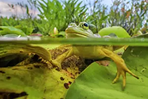 Underwater Prints: Bullfrog (Lithobates catesbeiana) in wetland on Horseshoe Lake