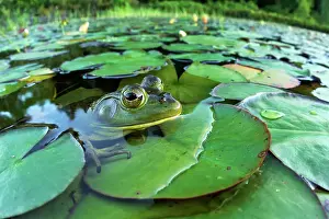 Parry Sound Prints: Bullfrog (Lithobates catesbeiana) in wetland on Horseshoe Lake