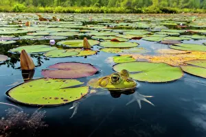 Parry Sound Prints: Bullfrog (Lithobates catesbeiana) in wetland on Horseshoe Lake