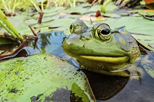 Bullfrog (Lithobates catesbeiana) in wetland on Horseshoe Lake, Parry Sound, Ontario, Canada
