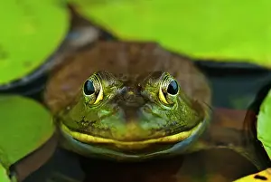 Wetland Prints: Bullfrog (Lithobates catesbeiana) in wetland on Horseshoe Lake, Muskoka, Ontario, Canada