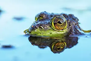 Headshot Prints: Bullfrog (Lithobates catesbeiana) in wetland on Horseshoe Lake, Muskoka, Ontario, Canada