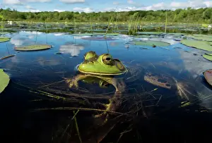 Frogs Prints: Bullfrog (Lithobates catesbeiana) in wetland on Horseshoe Lake, Muskoka, Ontario, Canada