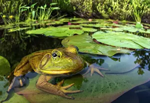 Frogs Prints: Bullfrog (Lithobates catesbeiana) in wetland on Horseshoe Lake, Muskoka, Ontario, Canada