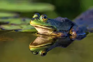 Bullfrog (Lithobates catesbeiana) in wetland on Horseshoe Lake, Muskoka, Ontario, Canada