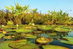 Frogs Prints: Bullfrog (Lithobates catesbeiana) in wetland on Horseshoe Lake, Muskoka, Ontario, Canada