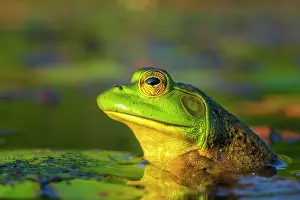 Frogs Prints: Bullfrog (Lithobates catesbeiana) in wetland on Horseshoe Lake, Muskoka, Ontario, Canada